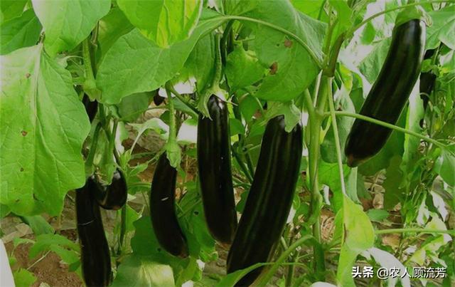 茄子的需肥规律是怎样的？施肥时需要注意哪些问题？