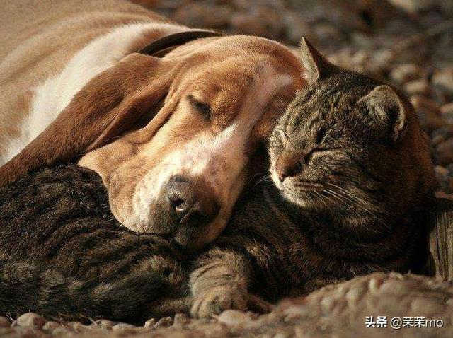 狗拿耗子猫护院:您认为养狗好还是养猫好？