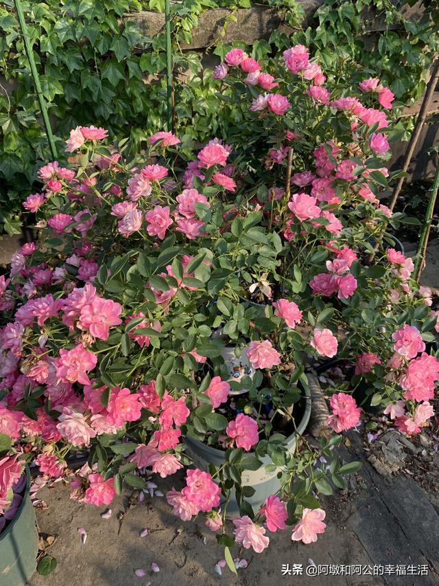 欧洲月季花品种介绍:月季花品种介绍大全 月季的种类有哪些，常见月季品种介绍大全？