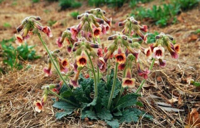 头条问答 - 地黄叶子有哪些功效?(26个回答)