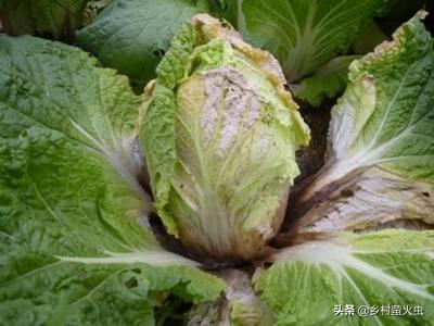 络氨铜治疗软腐病:芹菜越冬菜心腐烂外叶正常什么病？