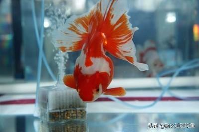 黄粉 呋喃西林:黄粉对乌龟杀菌有帮助吗？