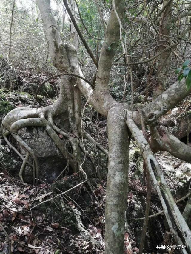 一个人在荒野被困如何找水源？