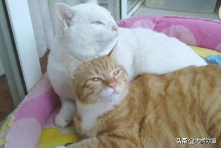 幼猫 信必治:猫咪过敏怎么办？如何治疗猫咪过敏？