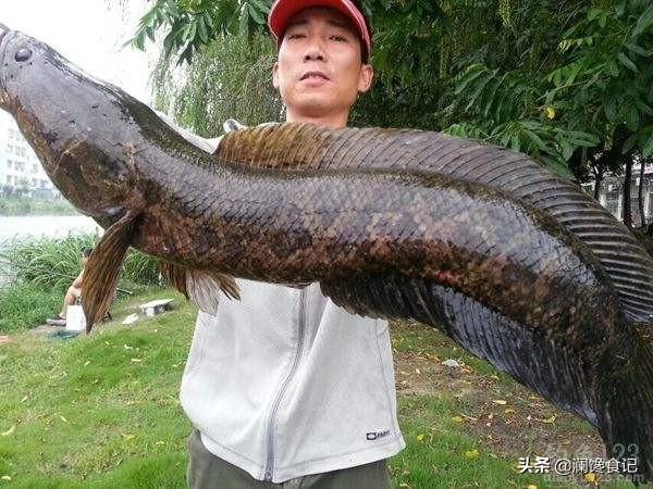 (中国目前钓到最大的黑鱼)淡水鱼中的黑鱼最大能长到多少斤？