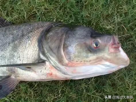 黄金鲫鱼的优势:想搞淡水鱼养殖，什么鱼比较容易养呢？请高人指点？