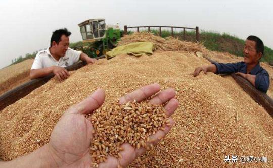 2020年1月5号小麦价格  2020年小麦价格行情如何？