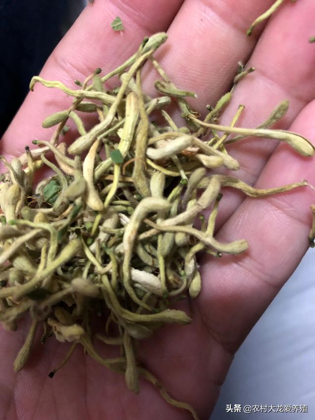 明年农村种植什么果树赚钱？种植什么药材赚钱？