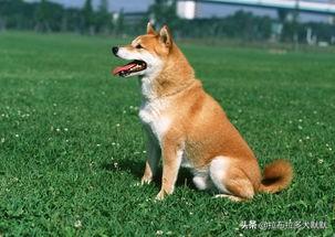 警卫犬:第一次养狗如何选择狗狗品种？