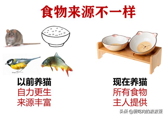 水煮活猫残忍图片:为什么越来越多的人相信猫吃人吃的东西就会死？