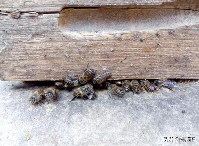 法国贵妇犬蛾 采集:贵妇犬蛾资料 割开幼虫中蜂巢里有很多蛆，什么情况？