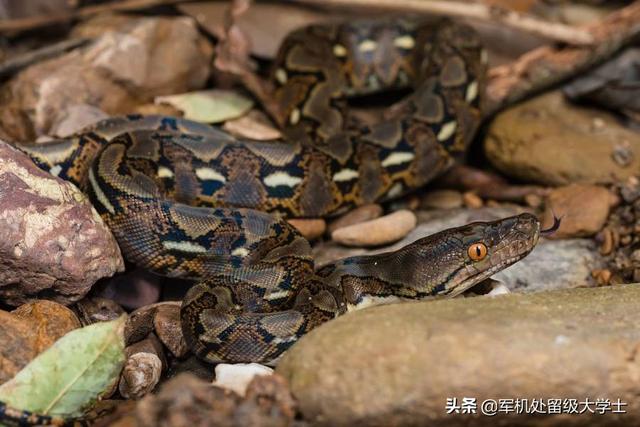 苏里南红尾蚺 美国:苏里南红尾蚺 6米长的眼镜王蛇能杀死6米长的蟒蛇吗？