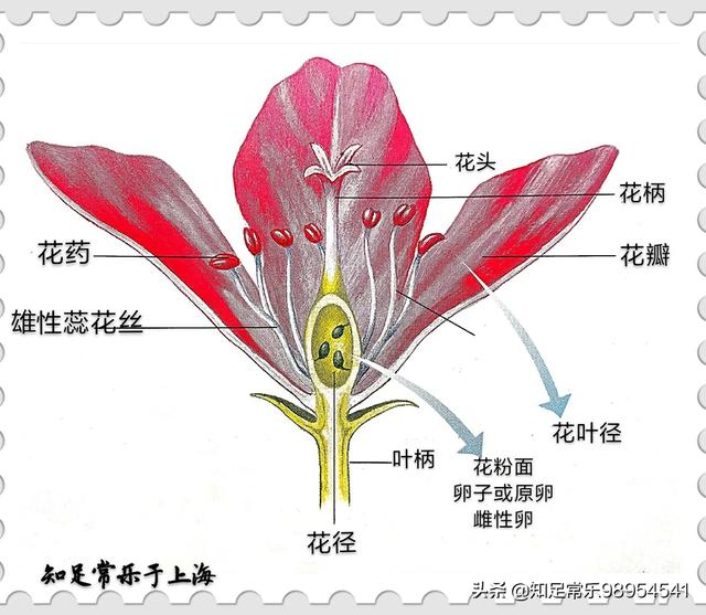 头条问答 哪位大神能帮我解释下 同一株植物为什么开出的花朵各异 花形和花色都不一样 阿塞娜athena的回答 0赞