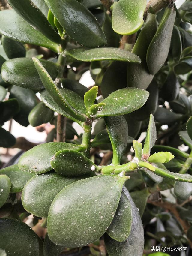 介壳虫图片:危害桃的介壳虫有哪几种？如何防治？