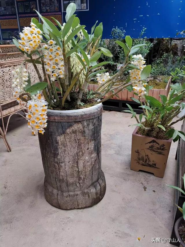 石斛图片,石斛的种类包括哪些？作用各有何不同？