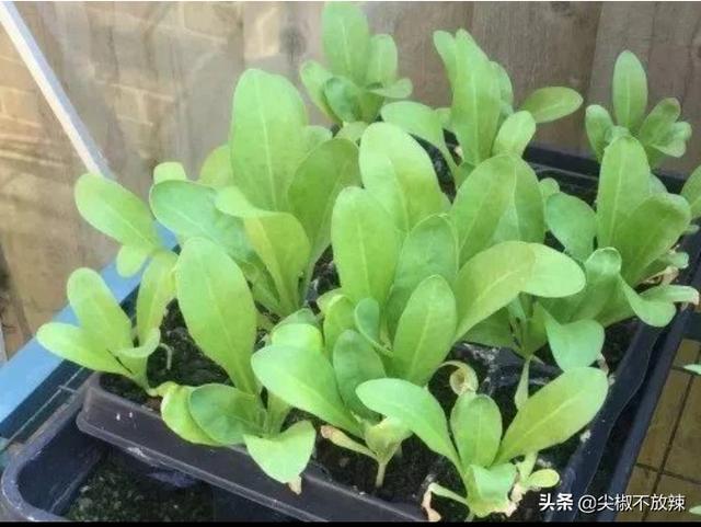 金盏菊:金盏菊几月播种好？如何养护？