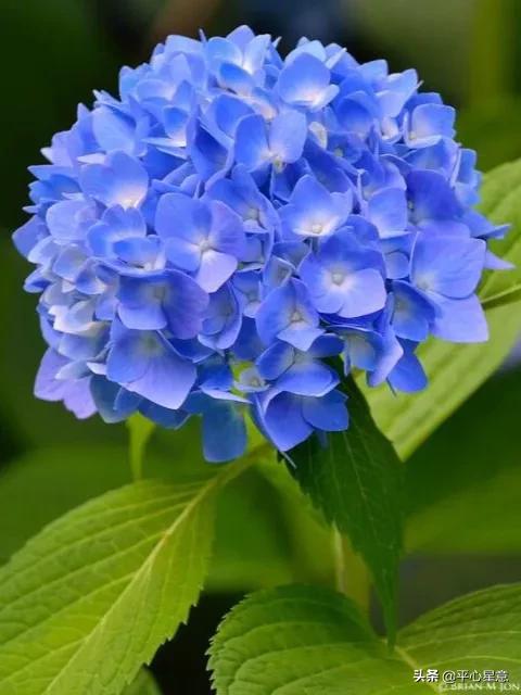 头条问答 怎样才能养好绣球花 平心星意的回答 0赞