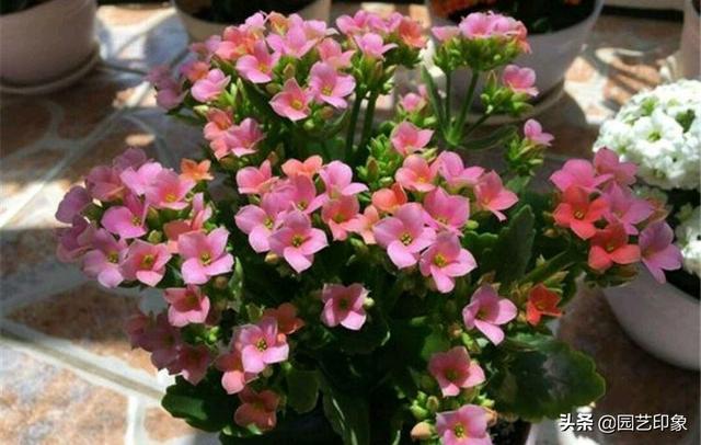 黑色介壳虫怎么根除:根粉介壳虫怎么根除 如何消灭花卉上的根粉蚧？