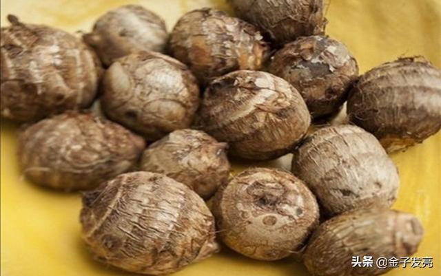 合果芋类植物:蕉芋可以喂猪吗？能起什么作用？