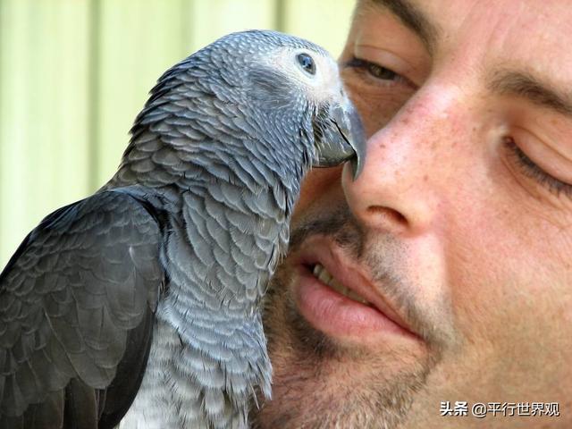 华美极乐鸟求偶动图:世界上最漂亮的鸟叫什么？