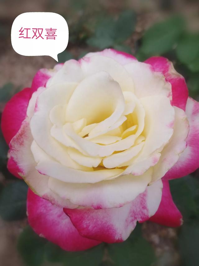 优秀月季花品种介绍百度网:名贵月季十大品种是哪些品种？