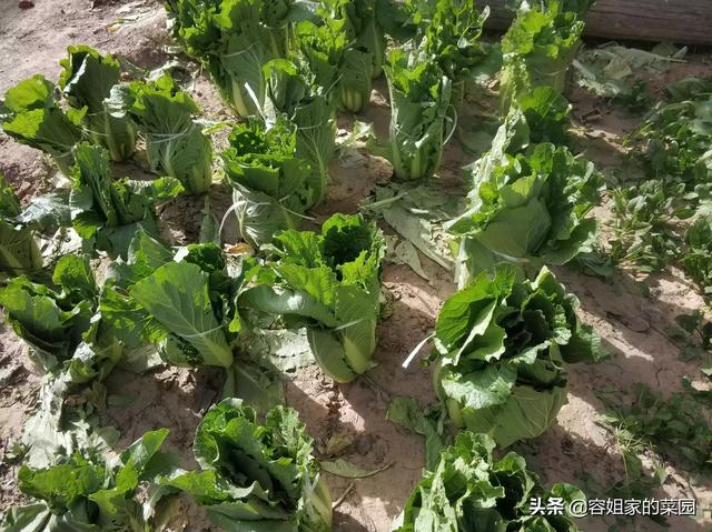 近期白天大约14度 晚上大约4度 大白菜还能长吗 头条问答