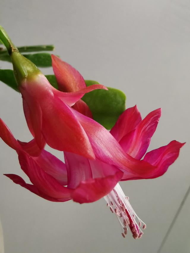 假昙花是昙花吗:我这株是蟹爪兰还是假昙花？有什么区别？