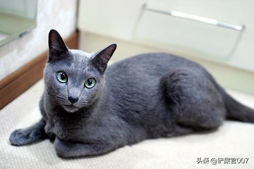 辛迪宠物猫咪:猫咪咳嗽怎么办？猫咪咳嗽的解决办法？