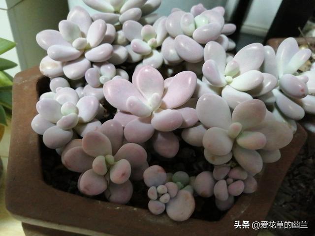 多肉分类:多肉植物在未来几年的发展方向如何？