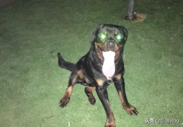 宣化灵异事件大揭秘:半夜三更明明没人，狗狗为什么半夜狂叫？