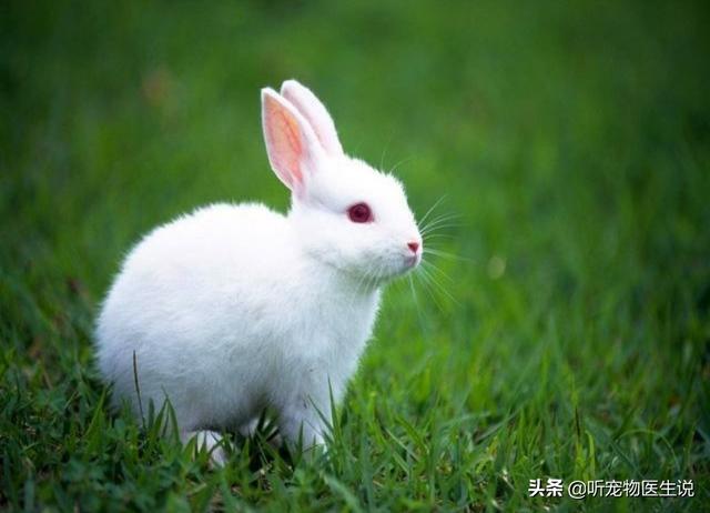 犬虫净驱球虫效果好吗:甲硝唑能治兔子球虫病吗？