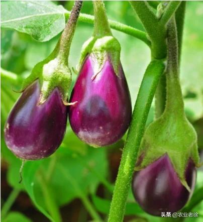 头条问答 茄子追肥 用草木灰好吗 5个回答