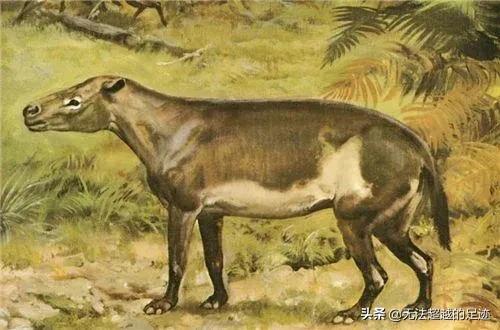 驴头狼真的存在吗，“驴头狼”已灭绝50万年，却又出现在神农架地区，这警示着什么