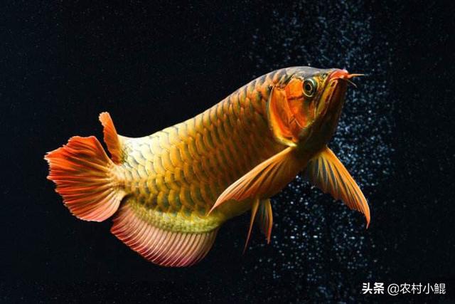 中国宠物俱乐部观赏鱼:个人养殖什么观赏鱼能赚钱？