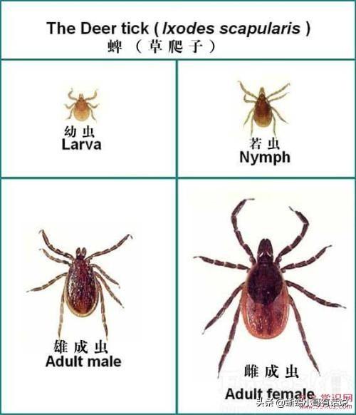 怎么判断是被俾虫咬了？