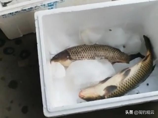 新鲜的红腮鱼在哪里钓怀旧:钓的鱼怎样带回家鱼不容易死？