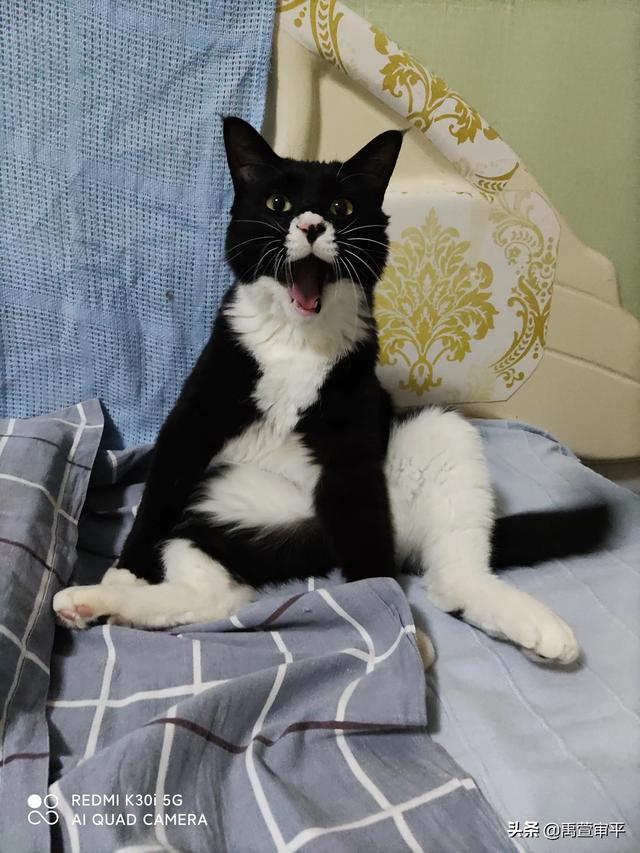 伯纳天纯和发育宝猫粮哪个好:有哪些好的合适的猫粮品牌，安全和性价比都比较优秀的？