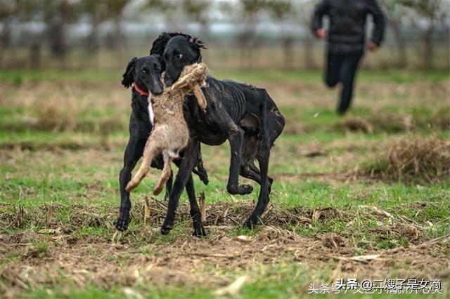 山东细犬撵兔视频:细狗跑着跑着死了是什么原因？