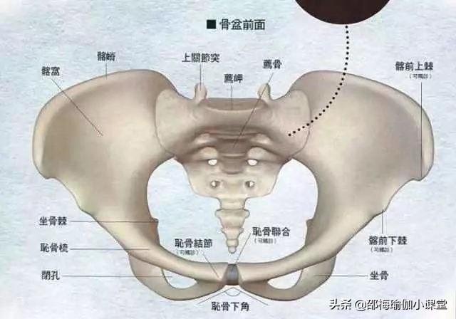 骨盆在哪个位置图片,产后收腹部重要还是收盆骨重要？