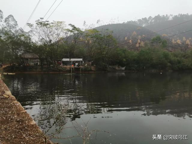 北京淡水鱼苗:北京淡水鱼苗市场 新池塘下鱼苗需要注意什么？