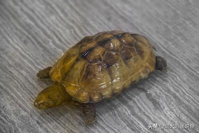 太阳龟:草龟白天在水里，晚上晒背正常吗？