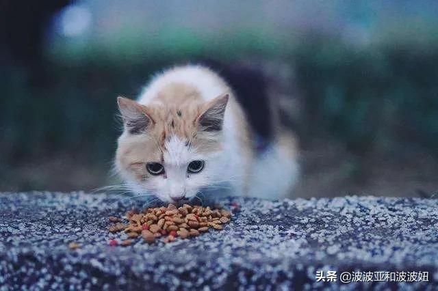 ciao猫零食是毒粮吗:有添加剂的猫粮和零食能吃吗？