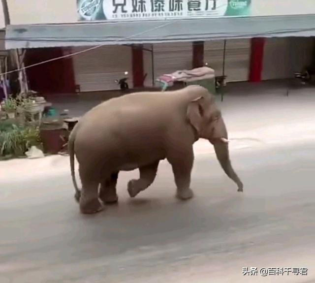 灭绝的动物大象鸟:大象未来真的会灭绝吗？未来又会有哪些动物遭遇灭绝的危险？ 灭绝的大象有哪些