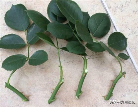 新疆月季花的栽培:新疆昼夜温差比较大，适合养什么种类的花呢？