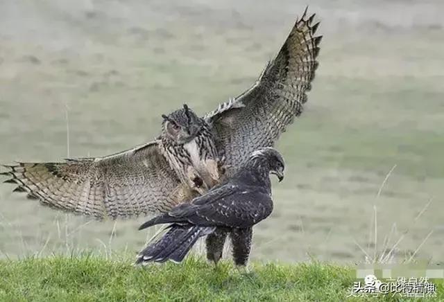野生猫头鹰的生活习性:猫头鹰是让人敬畏的动物，你喜欢吗？ 猫头鹰特点和生活习性