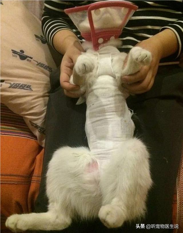 宠物手术床:狗做了手术，缝合处有一层纱布是什么用途？