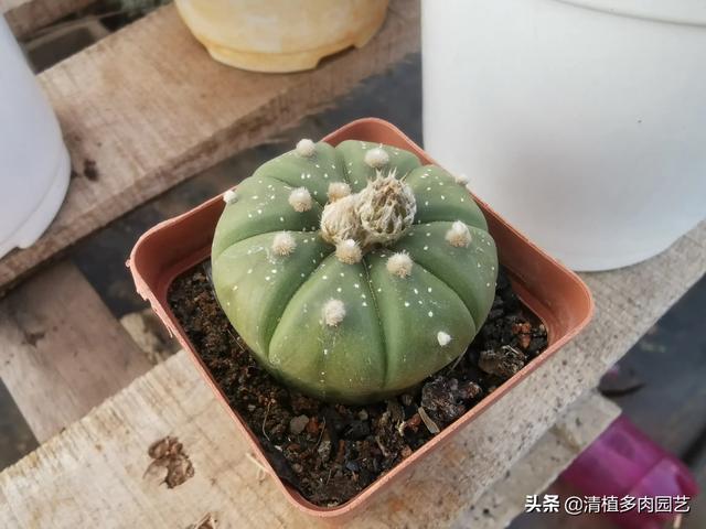 什么是多肉植物？
