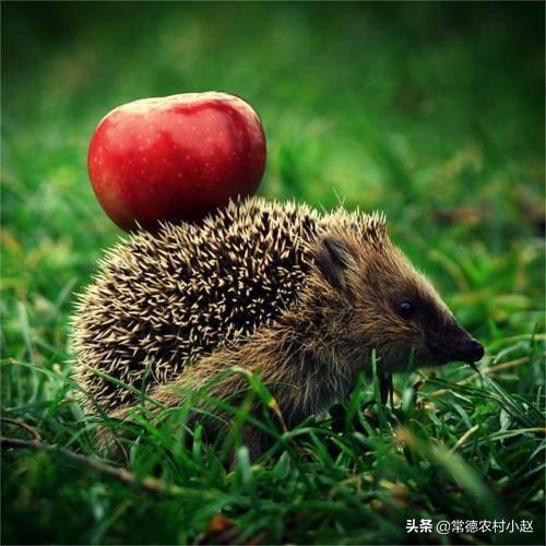 野生刺猬的生活习性:刺猬的特征和生活习性是什么？ 野生刺猬的习性