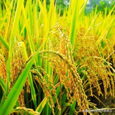 巨型水稻种子哪里有卖，农民购买稻谷种子为什么这么贵？