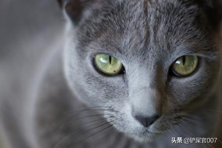 辛迪宠物猫咪:猫咪咳嗽怎么办？猫咪咳嗽的解决办法？